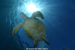 a green see turtle majestically swims above by Muhammad Alfian Hassim 